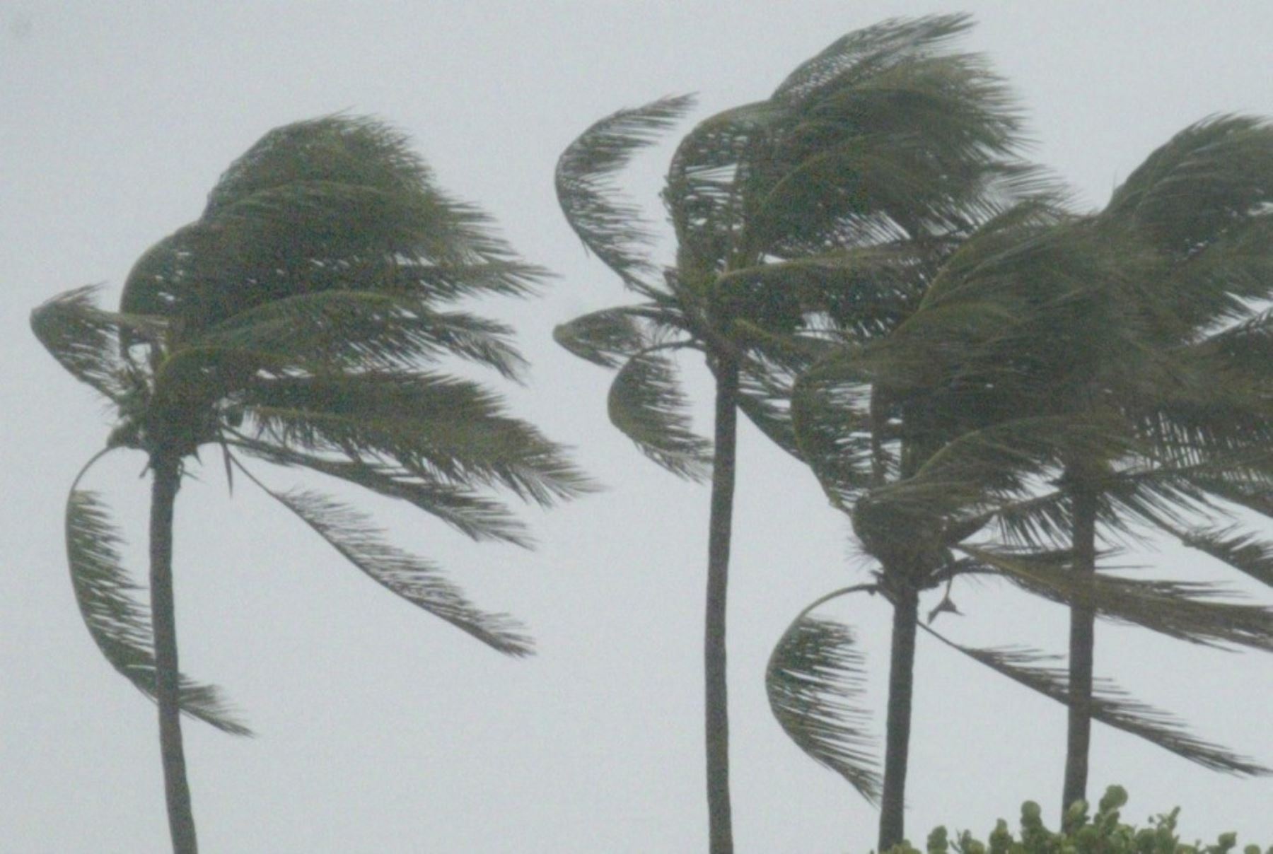 Viento