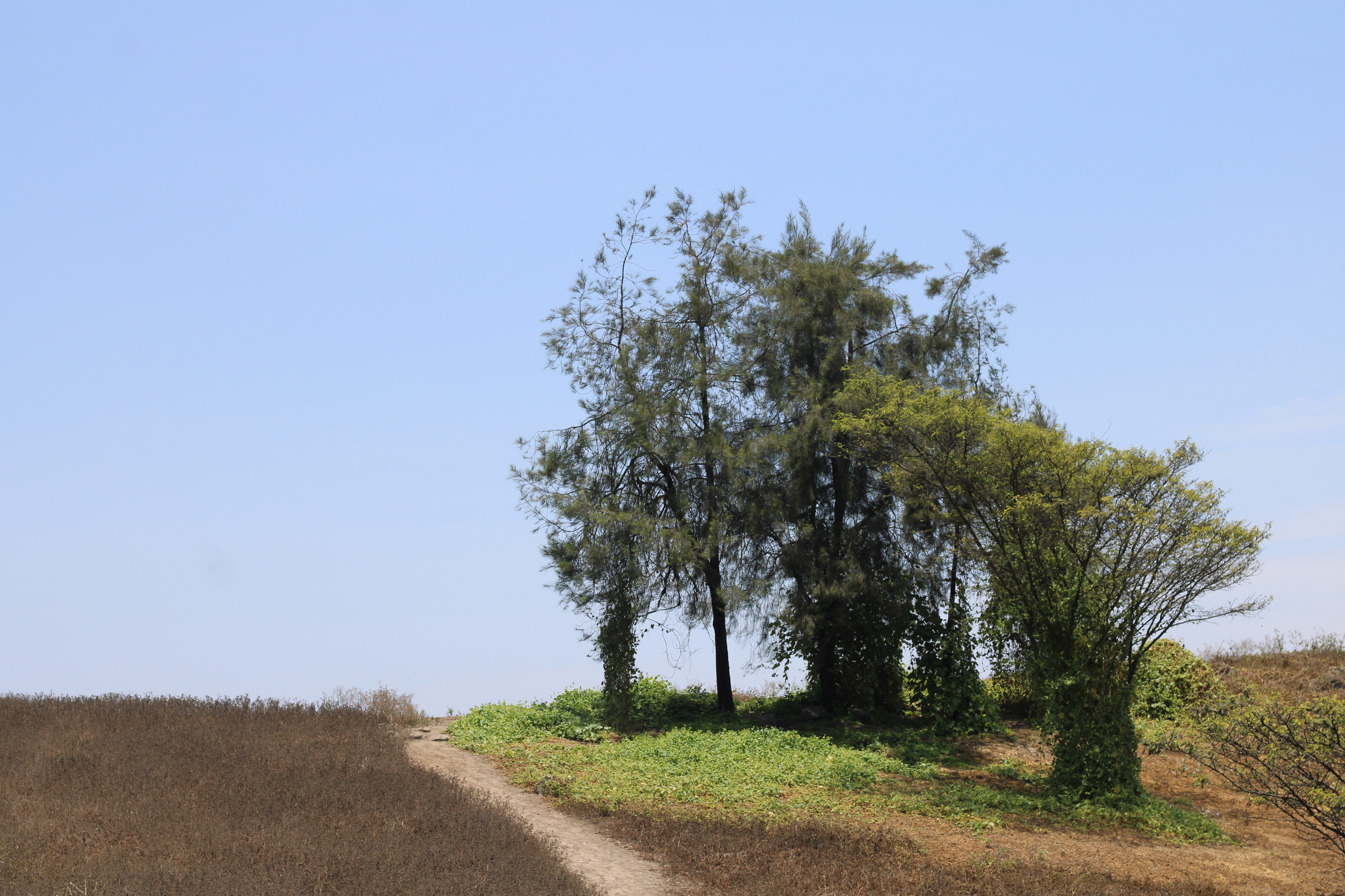 bosque Alta demanda nube
